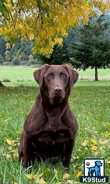 Labrador Retriever